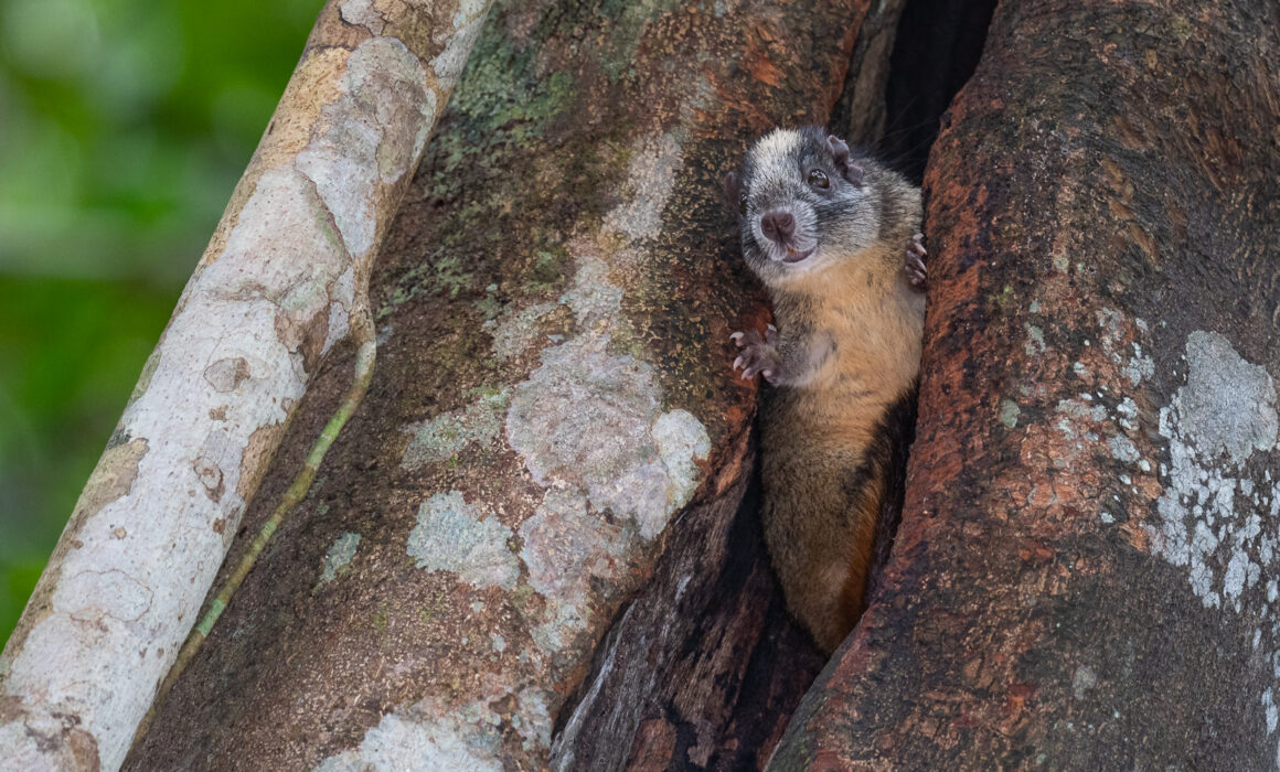 Yellow-Crowned Brush-Tailed Rat, Loreto, Peru