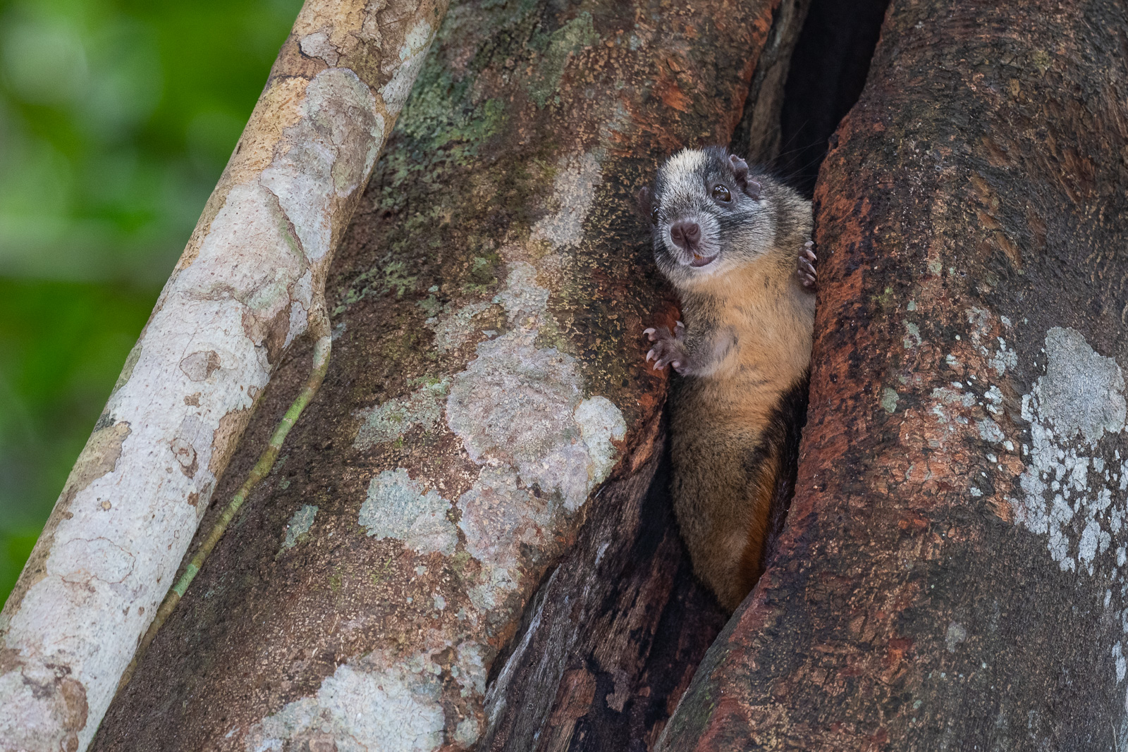 Yellow-Crowned Brush-Tailed Rat, Loreto, Peru