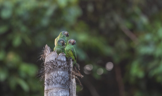 Cobalt-Winged Parakeets • Loreto, Peru