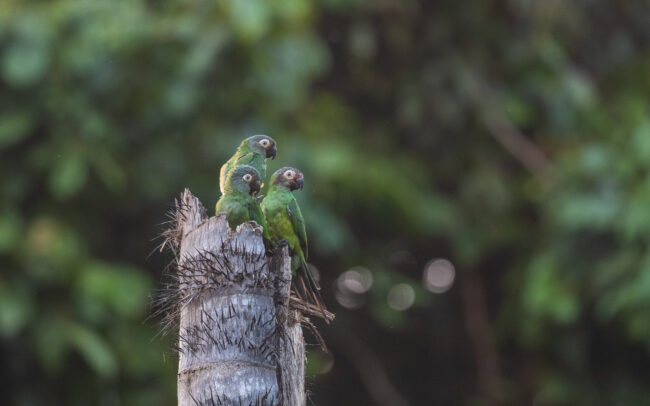 Cobalt-Winged Parakeets • Loreto, Peru