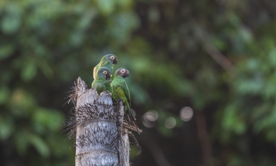 Cobalt-Winged Parakeets, Peru