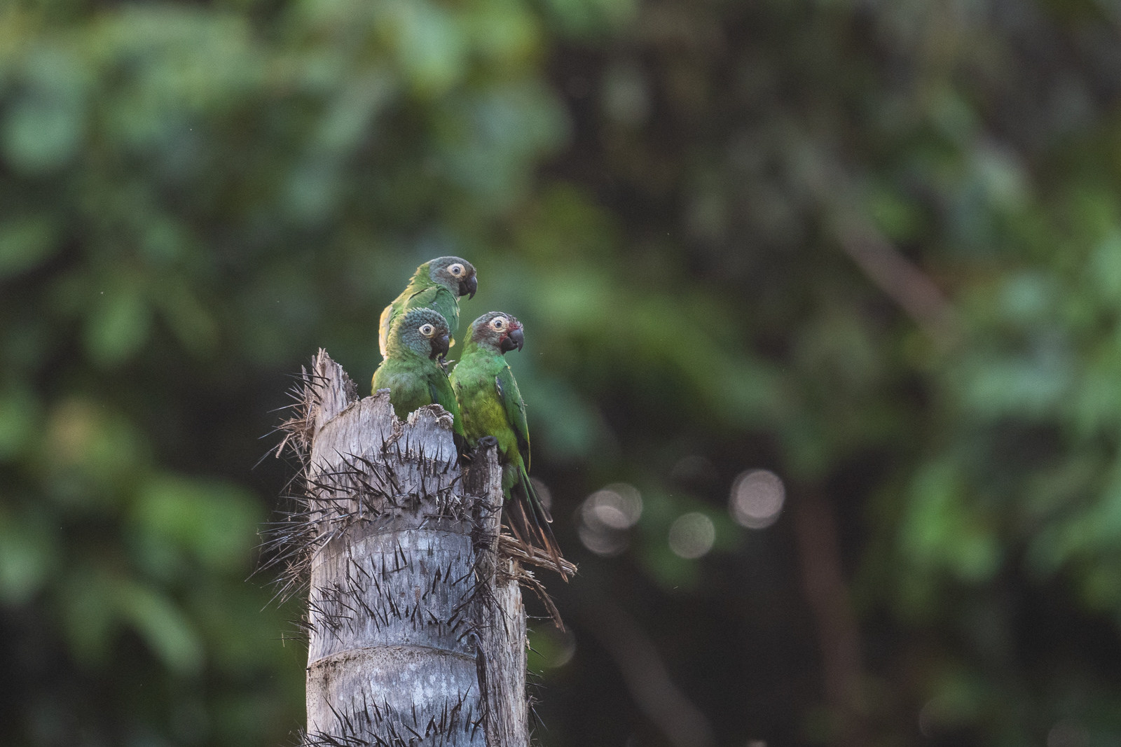 Cobalt-Winged Parakeets, Peru