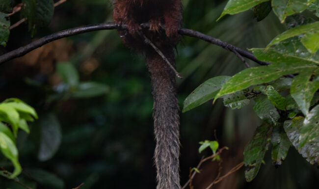 Coppery Titi Monkey • Loreto, Peru
