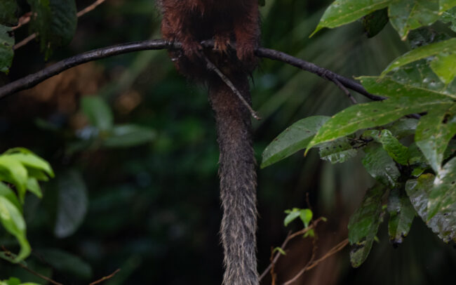 Coppery Titi Monkey • Loreto, Peru