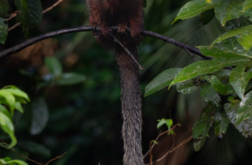 Coppery Titi Monkey, Peru