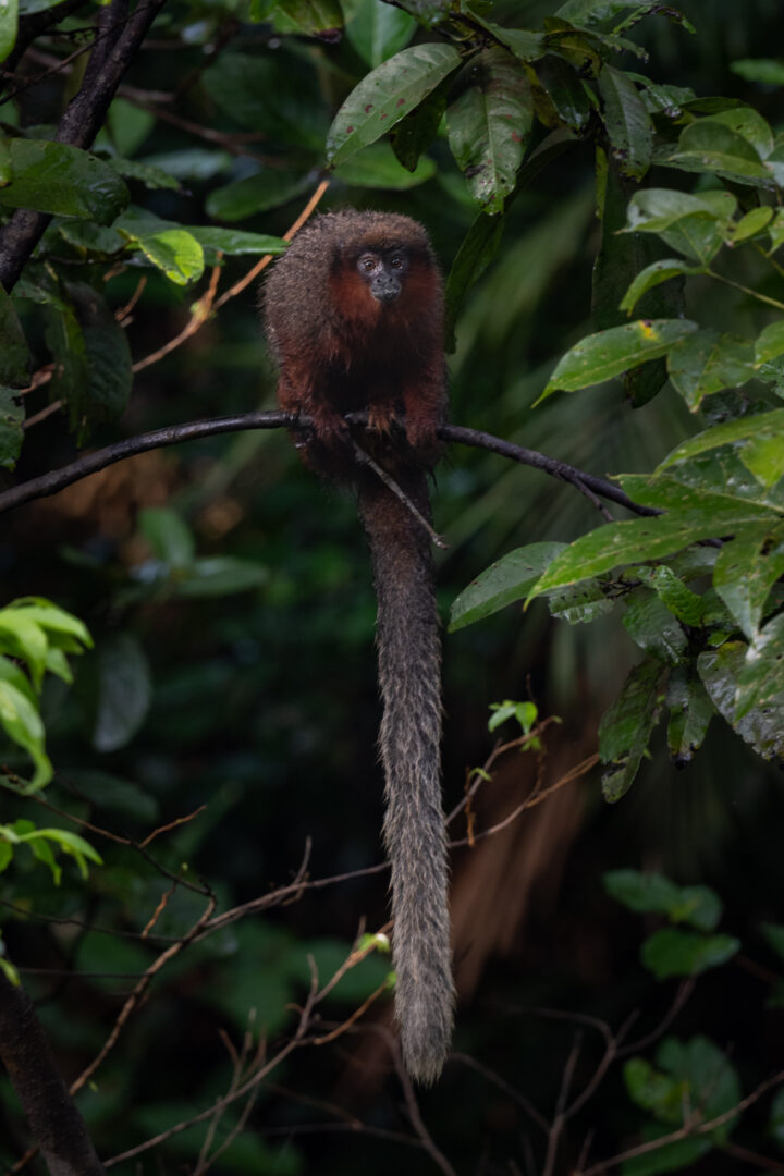 Coppery Titi Monkey, Peru