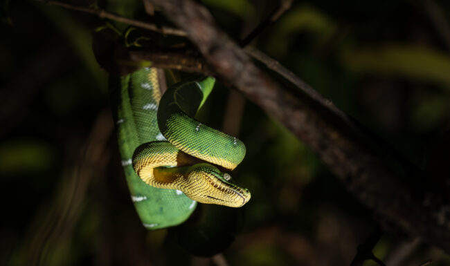 Emerald Boa • Loreto, Peru