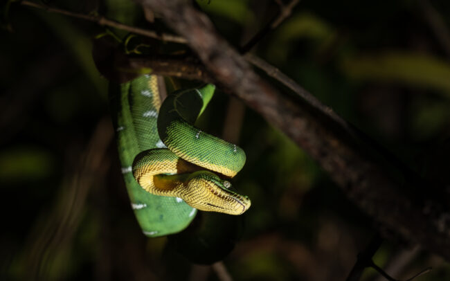 Emerald Boa • Loreto, Peru