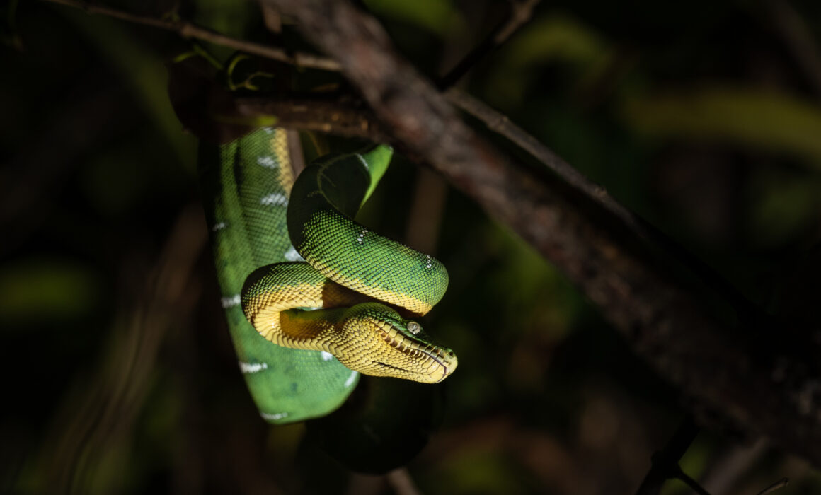 Emerald Tree Boa, Loreto, Peru
