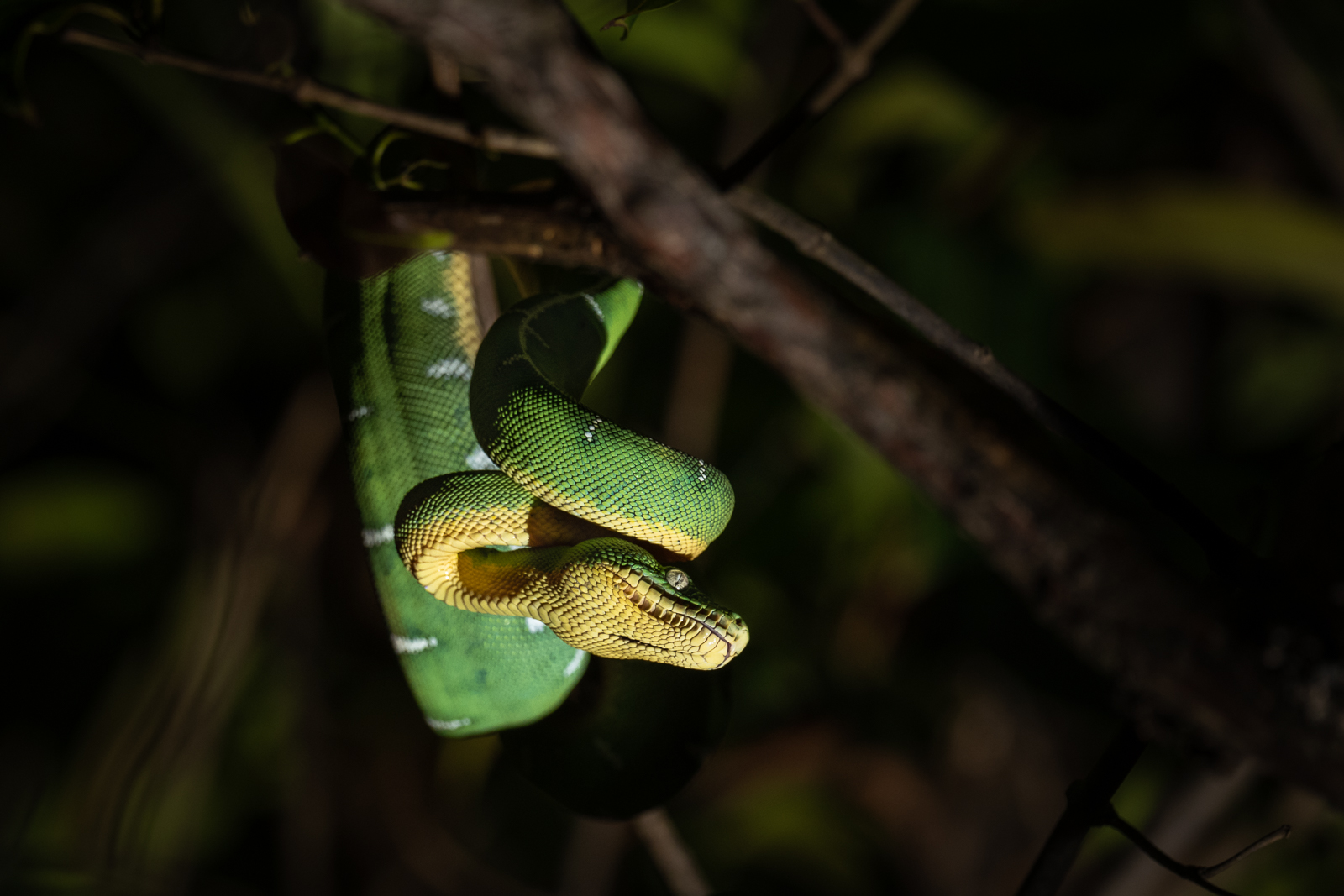 Emerald Tree Boa, Loreto, Peru