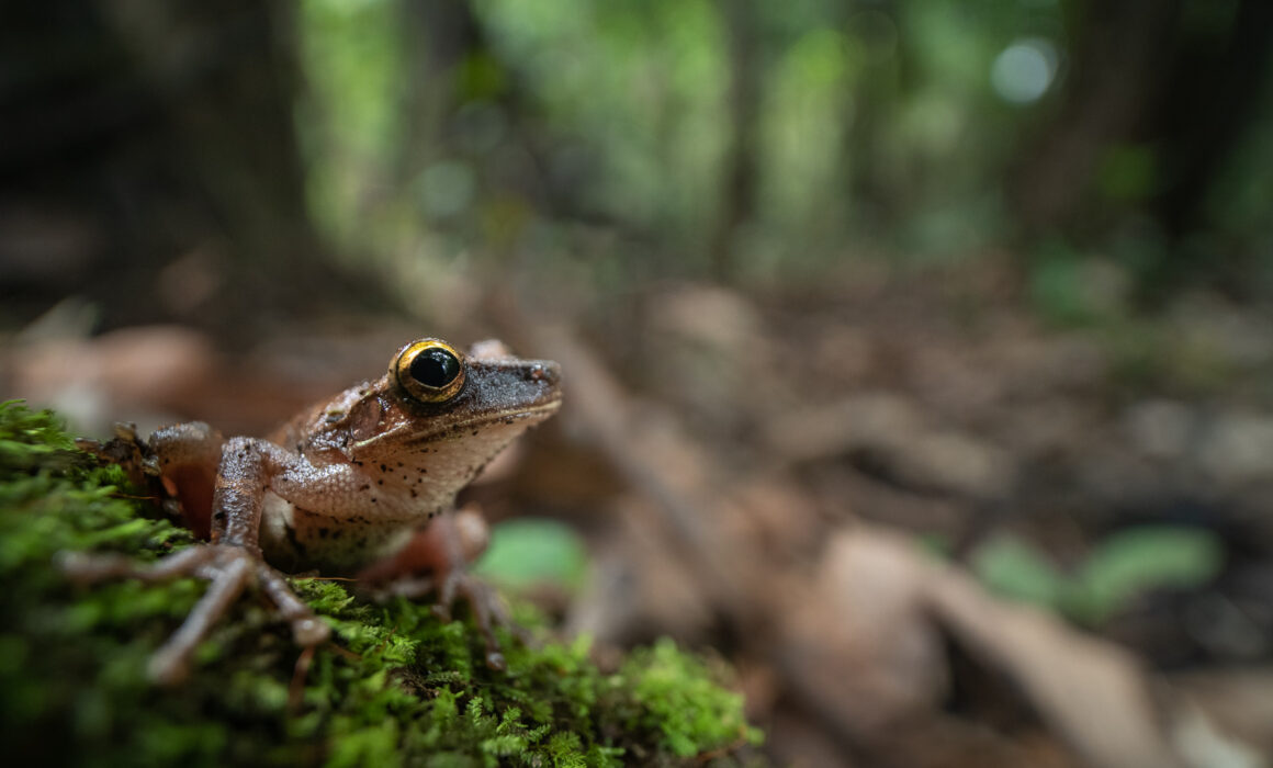 Flat-Headed Bromeliad Treefrog, Loreto, Peru