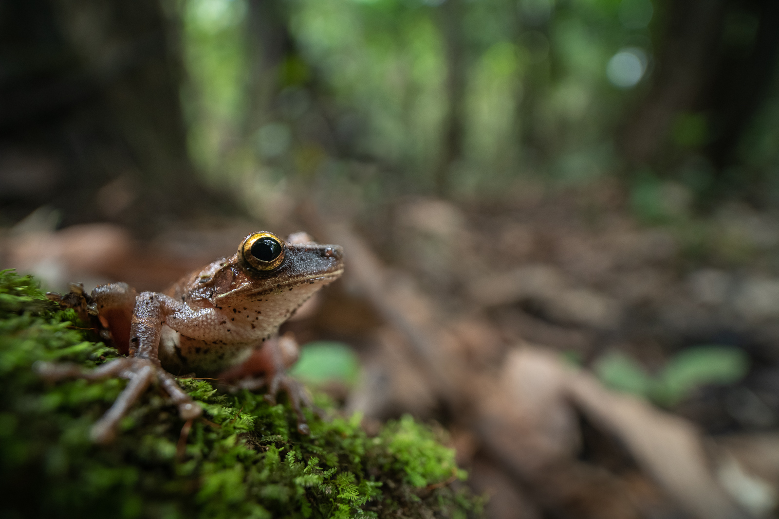 Flat-Headed Bromeliad Treefrog, Loreto, Peru