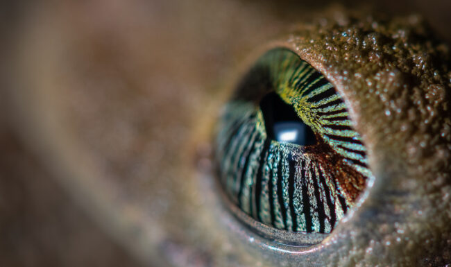Giant Broad-Headed Treefrog • Loreto, Peru