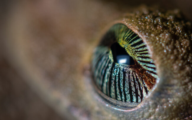 Giant Broad-Headed Treefrog • Loreto, Peru