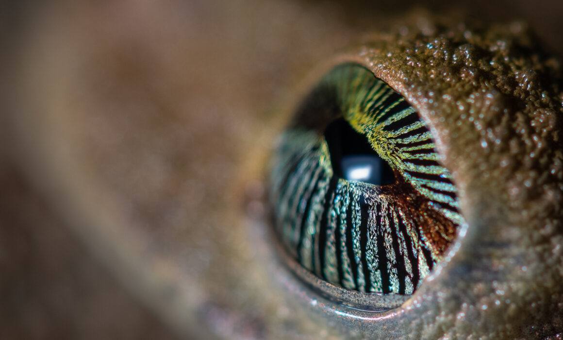 Eye of Giant Broad-Headed Treefrog, Peru