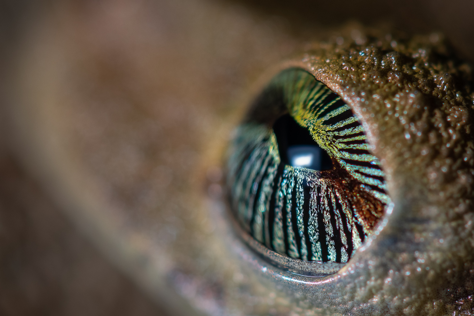 Eye of Giant Broad-Headed Treefrog, Peru
