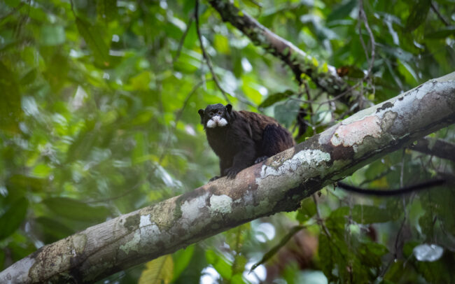 Moustached Tamarin • Loreto, Peru
