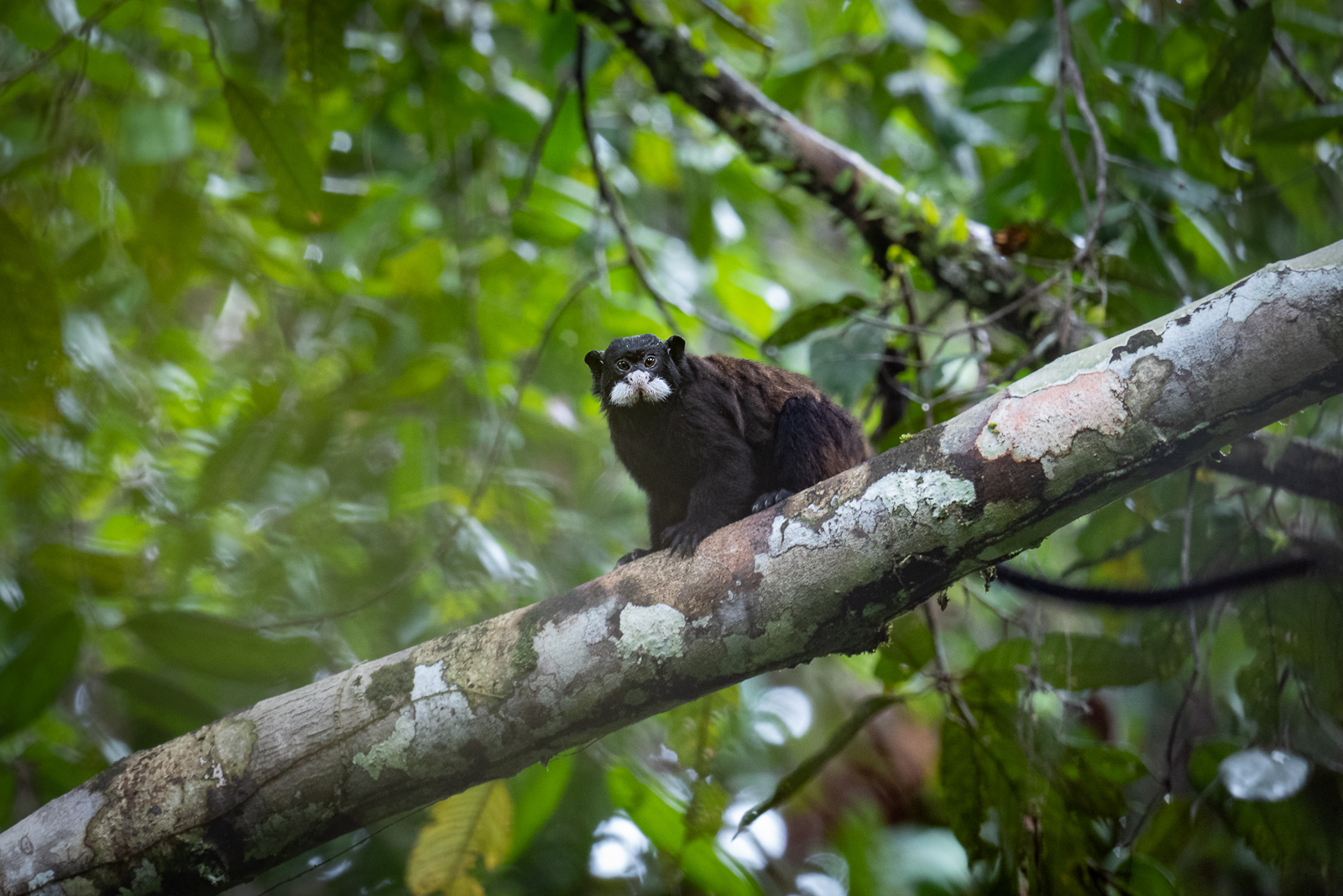 Moustached Tamarin, northern Peruvian Amazon