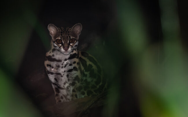 Margay • Loreto, Peru