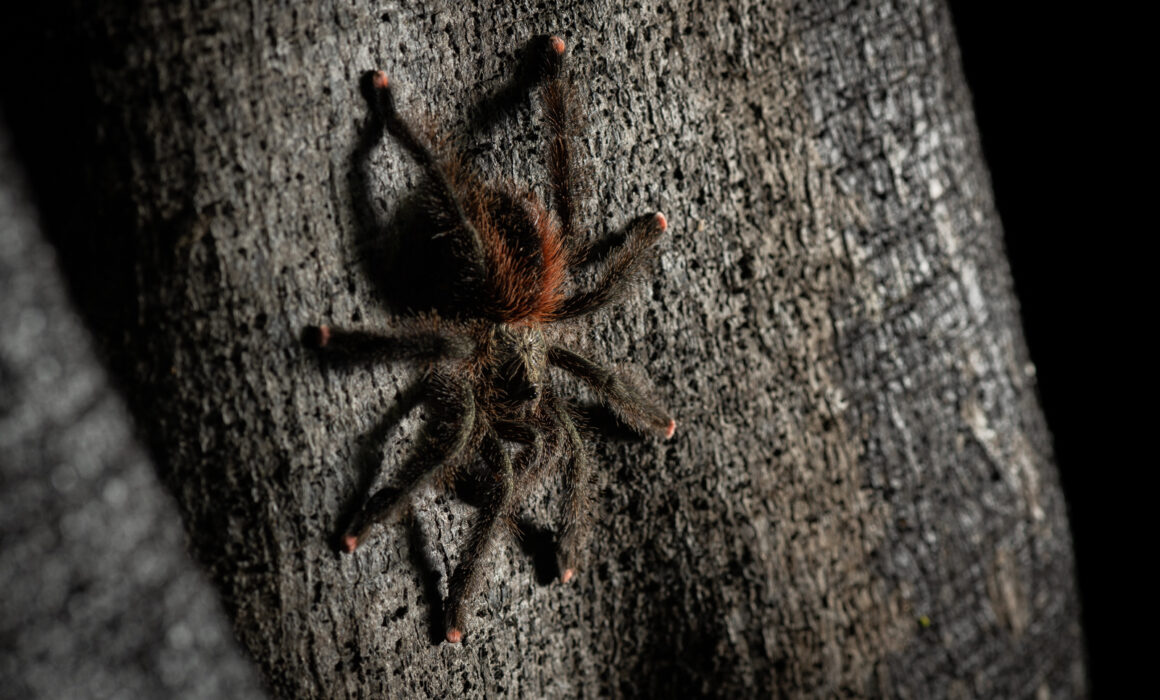 Pinktoe Tarantula, Loreto, Peru