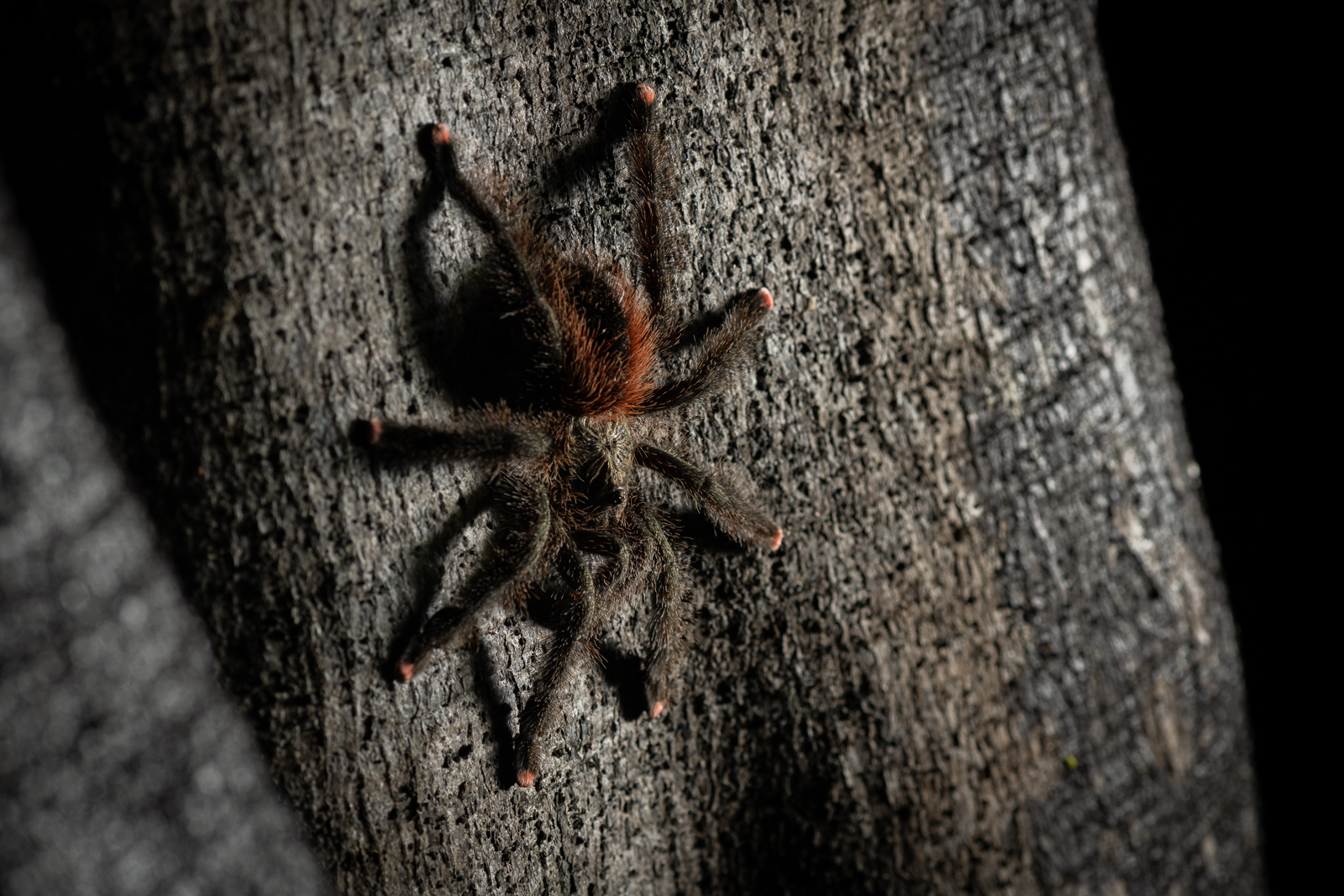 Pinktoe Tarantula, Loreto, Peru
