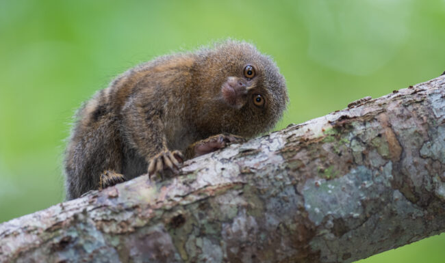 Pygmy Marmoset • Loreto, Peru