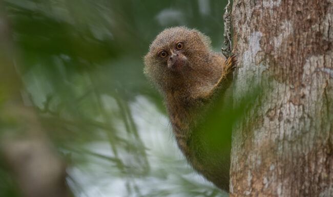 Pygmy Marmoset • Loreto, Peru