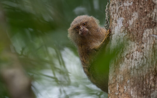 Pygmy Marmoset • Loreto, Peru