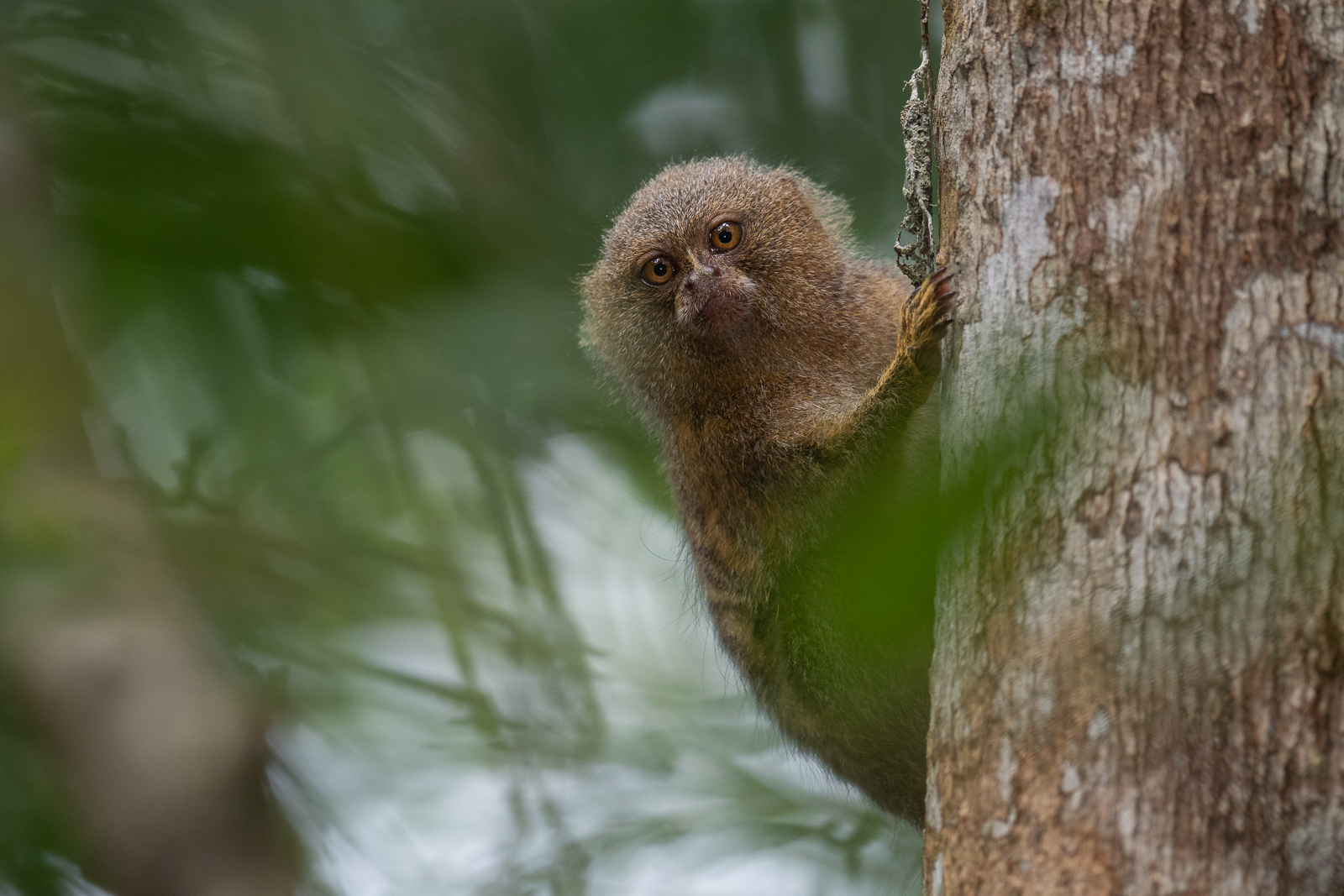Pygmy Marmoset, Loreto, Peru