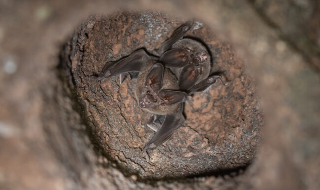 Pygmy Round-Eared Bats • Loreto, Peru