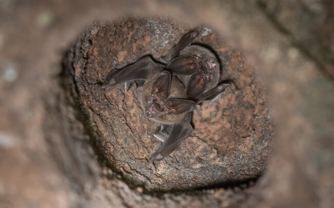 Pygmy Round-Eared Bats • Loreto, Peru