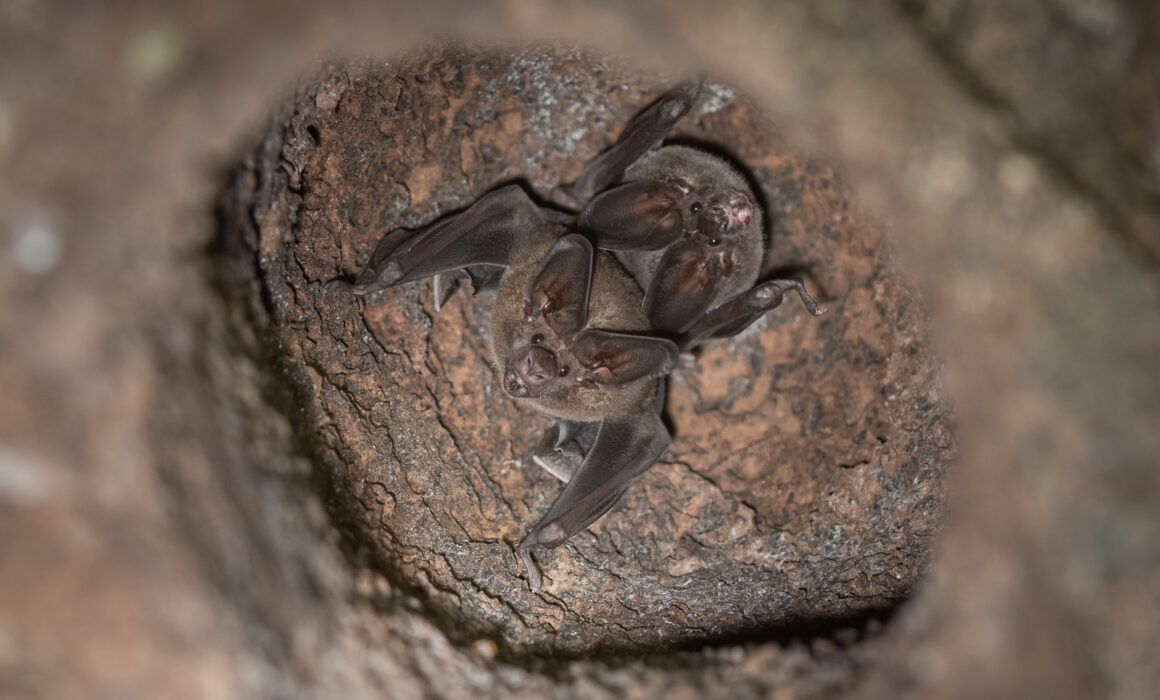 Bats, Loreto, Peru