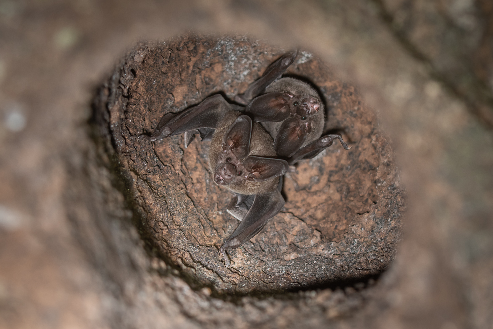 Bats, Loreto, Peru