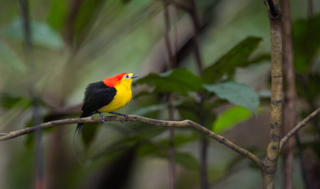 Wire-Tailed Manakin • Loreto, Peru