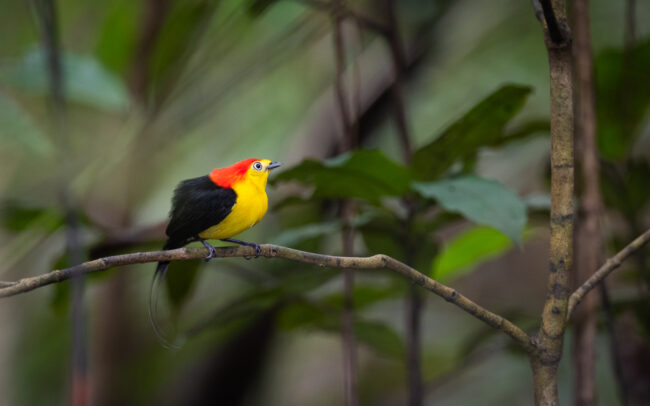 Wire-Tailed Manakin • Loreto, Peru