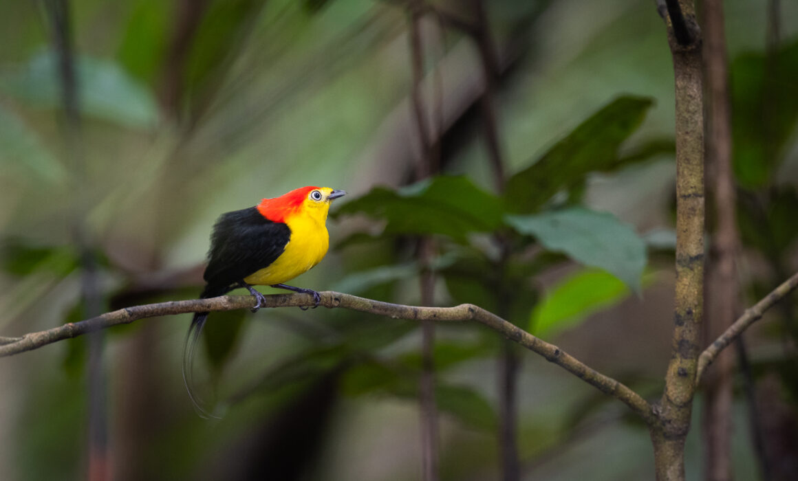 Wire-Tailed Manakin, Northern Amazon, Peru