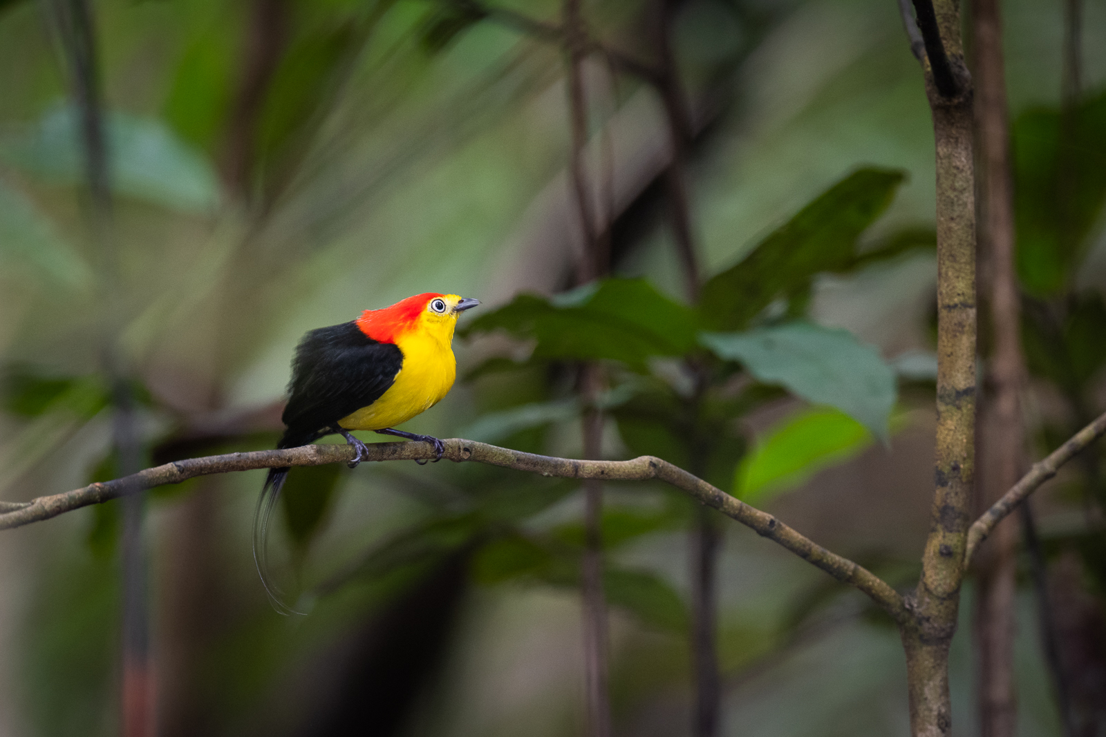 Wire-Tailed Manakin, Northern Amazon, Peru