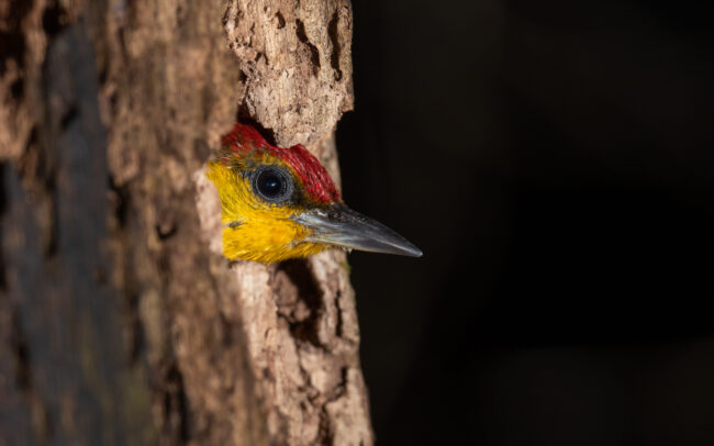 Yellow-Throated Woodpecker • Loreto, Peru