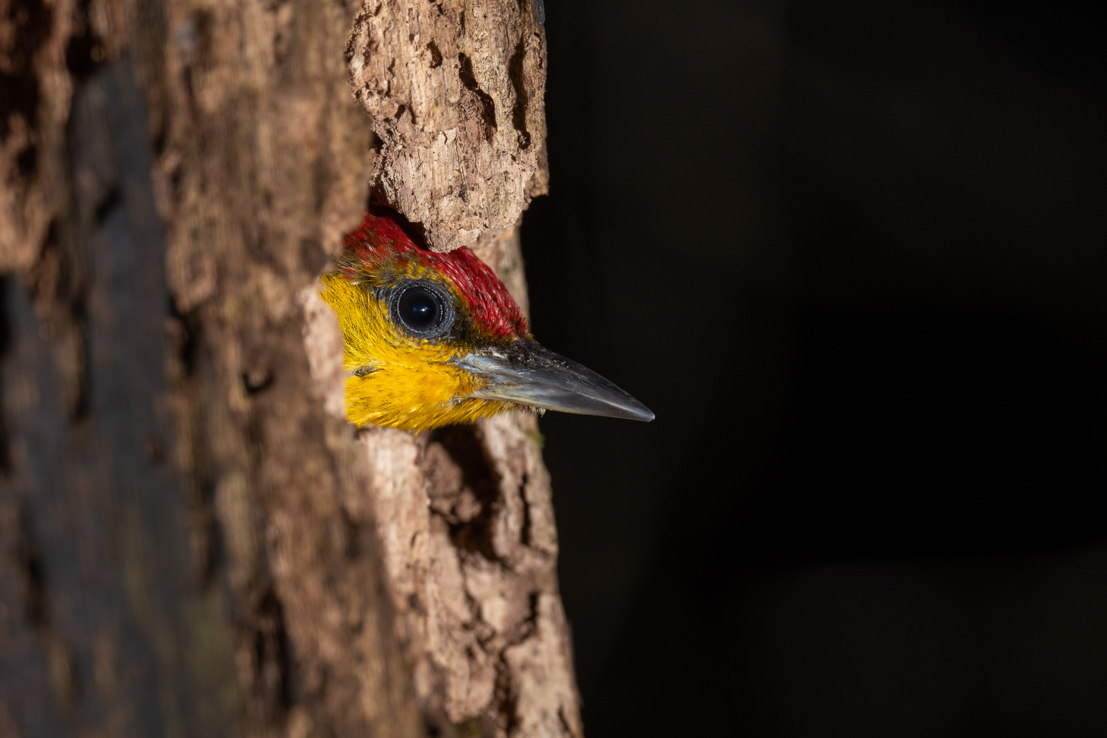 Yellow-Throated Woodpecker, Loreto, Peru