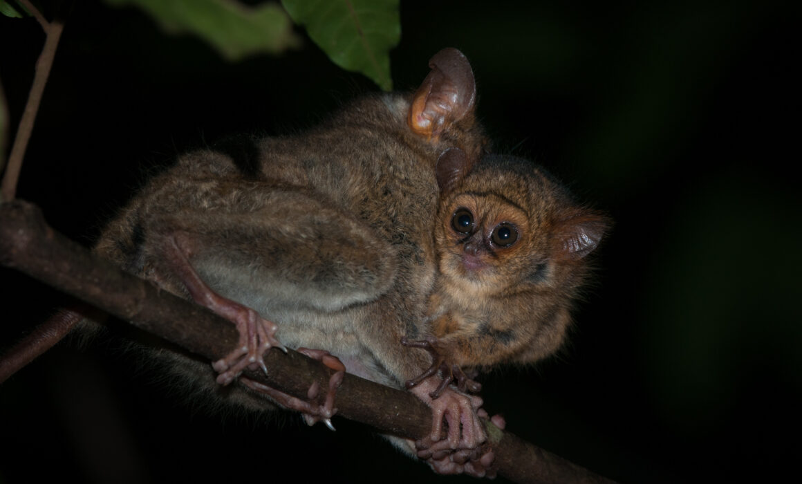 Spectral Tarsier Baby with Mother, Sulawesi, Indonesia