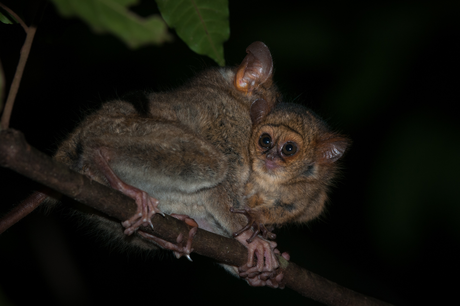 Spectral Tarsier Baby with Mother, Sulawesi, Indonesia