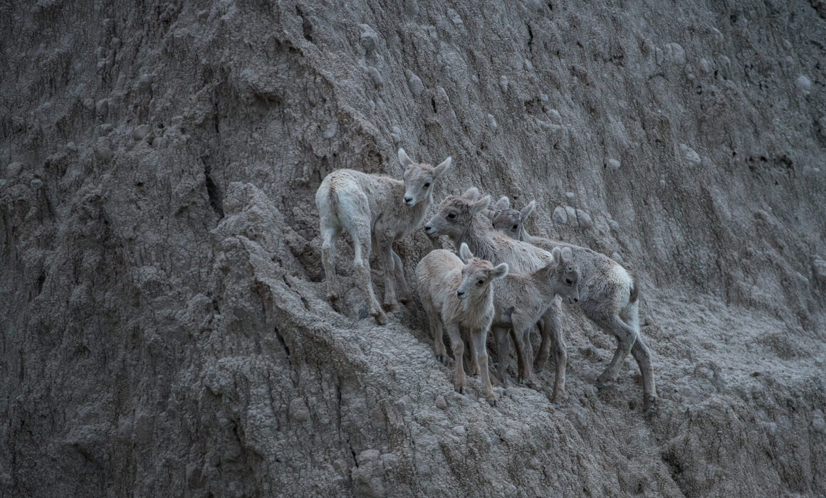 Bighorn Lambs, Badlands National Park, South Dakota