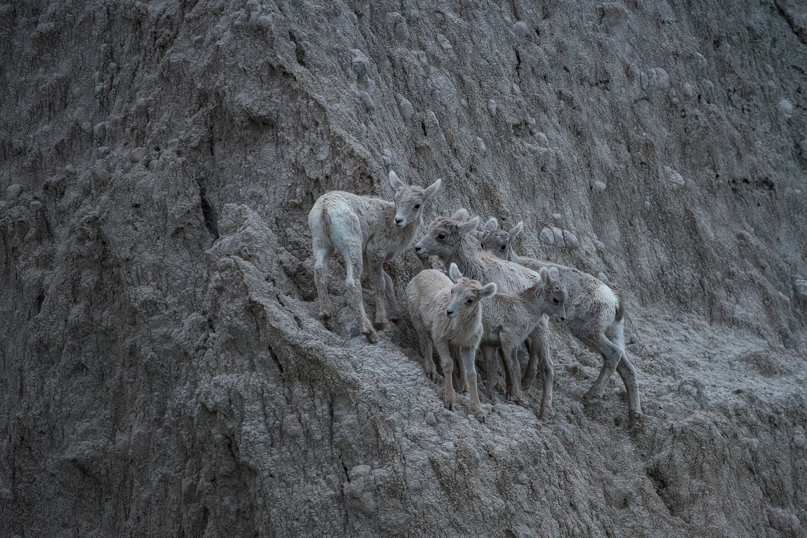 Bighorn Lambs, Badlands National Park, South Dakota
