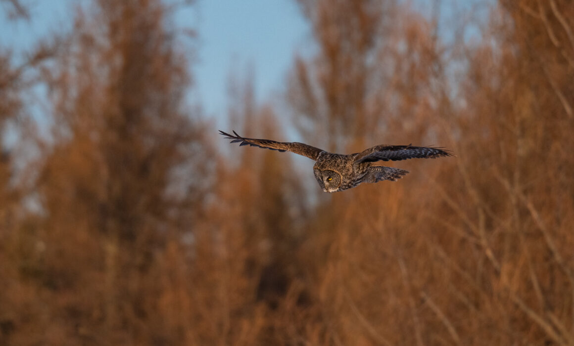 Great Grey Owl, Minnesota