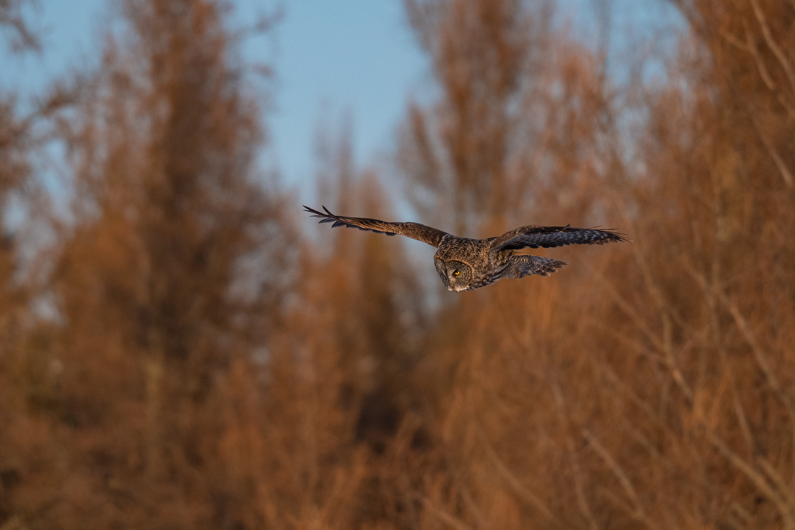 Great Grey Owl, Minnesota