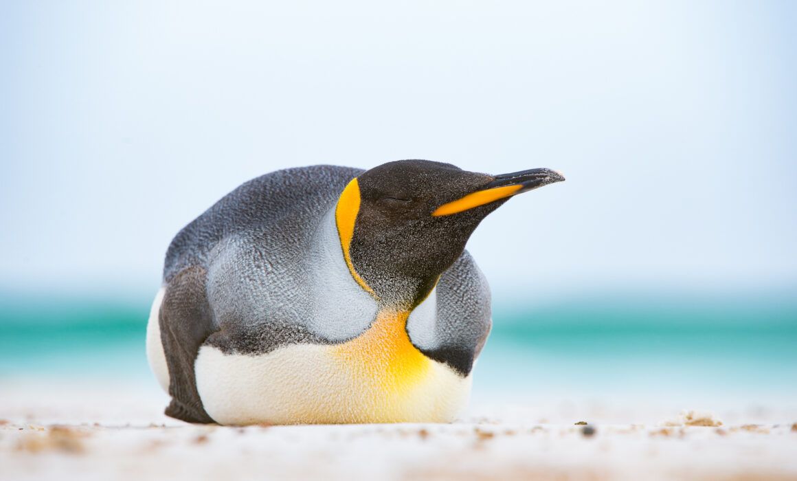 King Penguin, Volunteer Point, Falkland Islands
