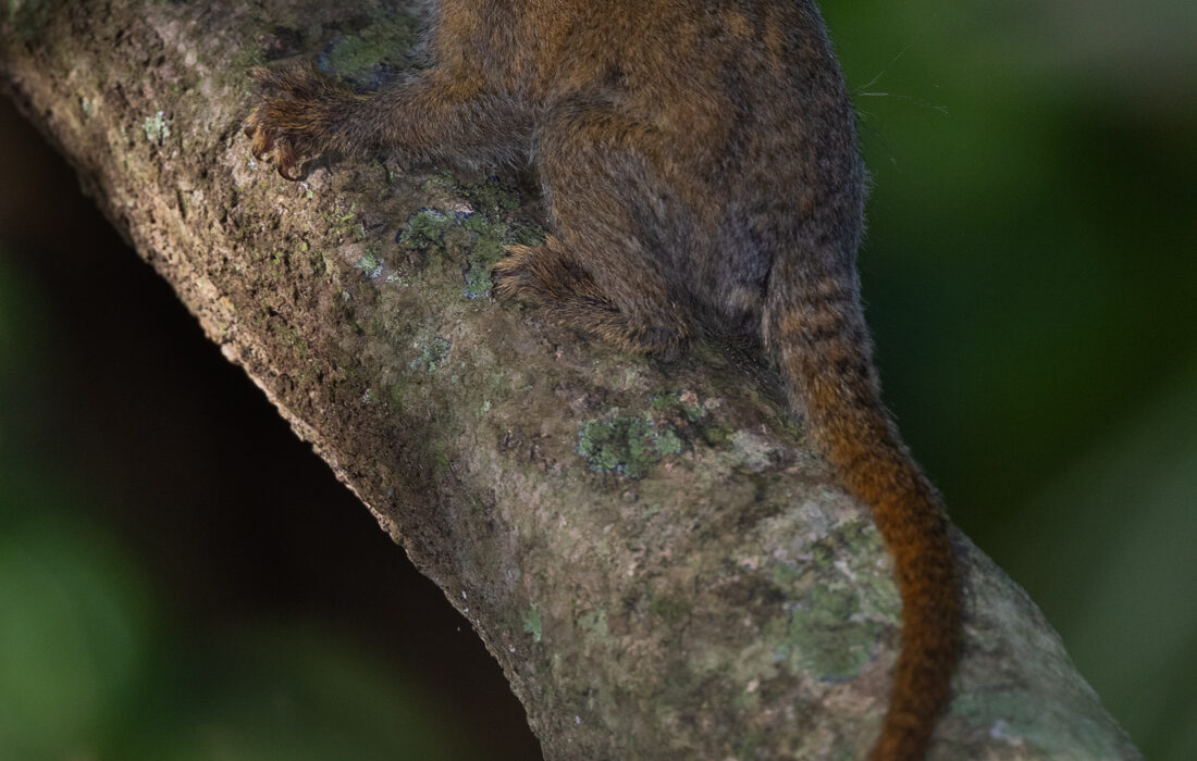 Pygmy Marmoset, Peru