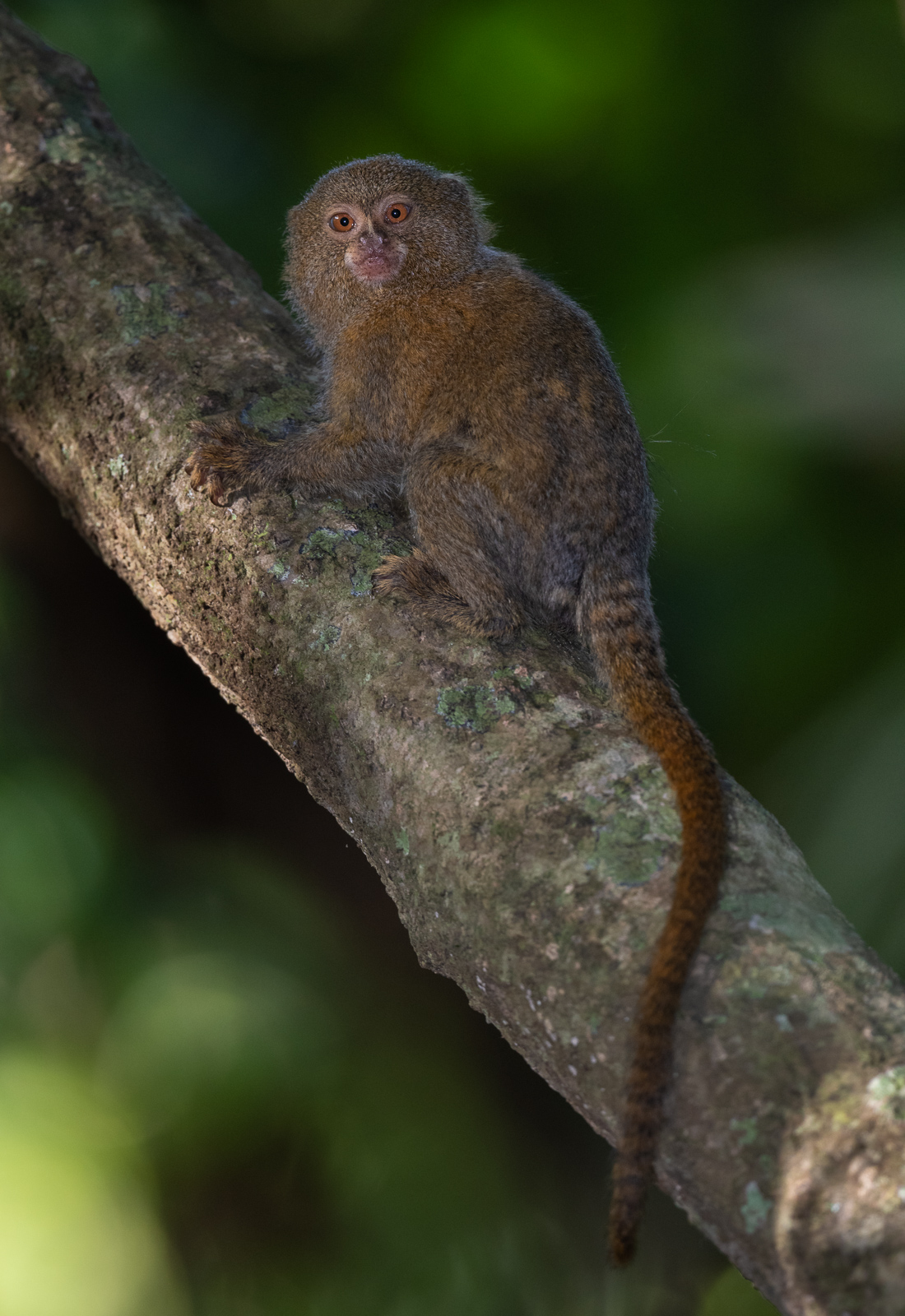 Pygmy Marmoset, Peru