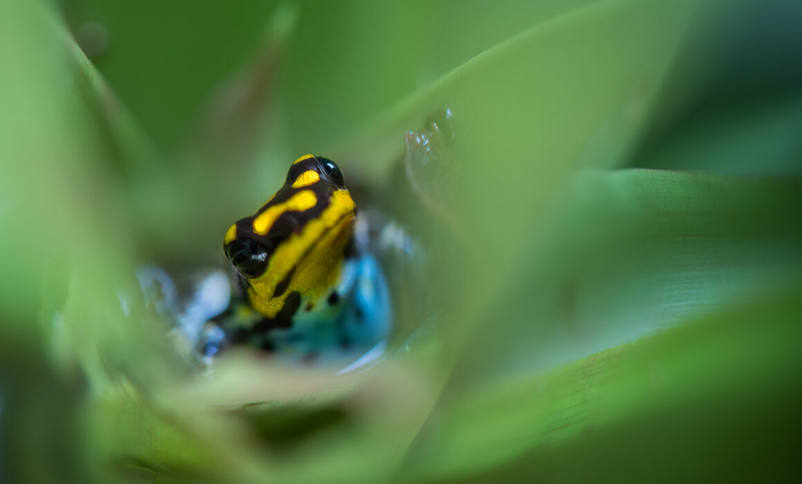 Ranitomeya Flavovittata Poison Frog, Peru
