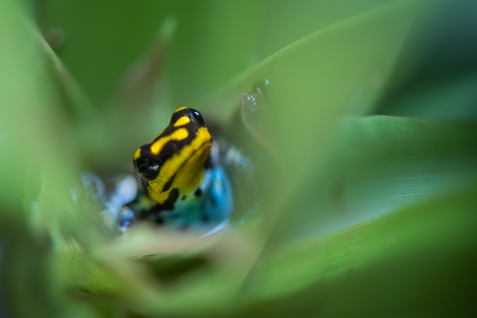 Ranitomeya Flavovittata Poison Frog, Peru